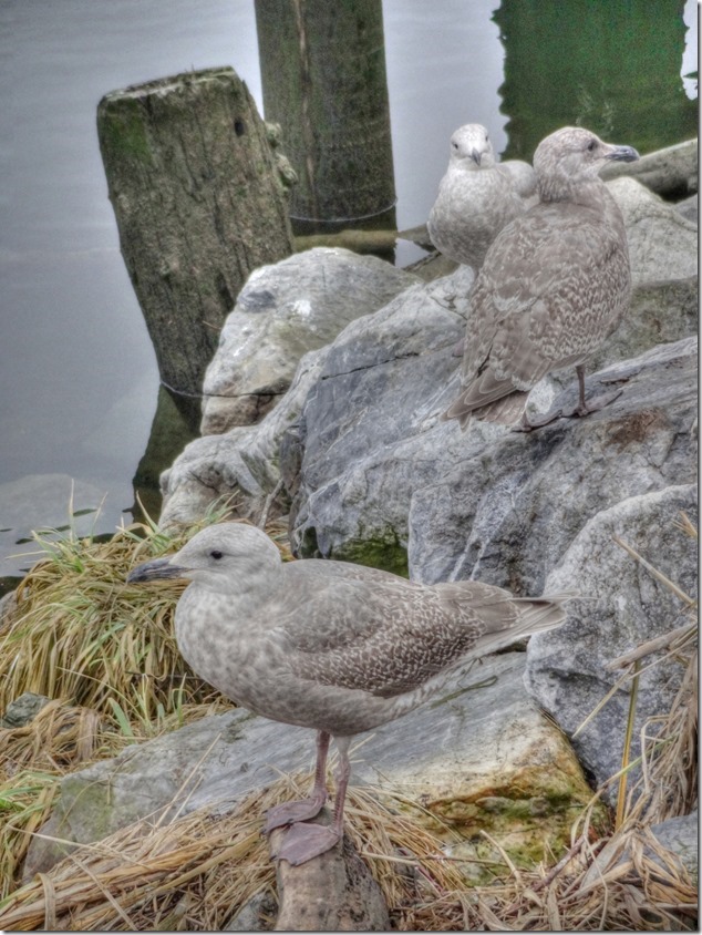 seagull,birds,Comox Estuary,nature,Comox Valley