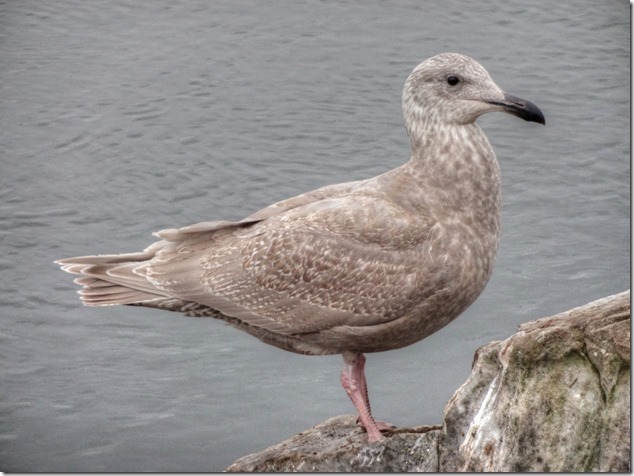 seagull,birds,Comox Estuary,nature,Comox Valley