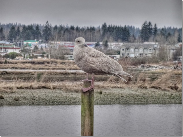 seagull,birds,Comox Estuary,nature,Comox Valley