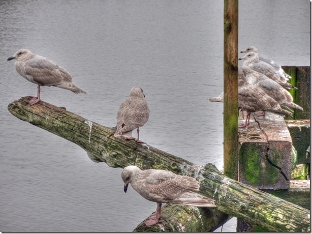 seagull,birds,Comox Estuary,nature,Comox Valley