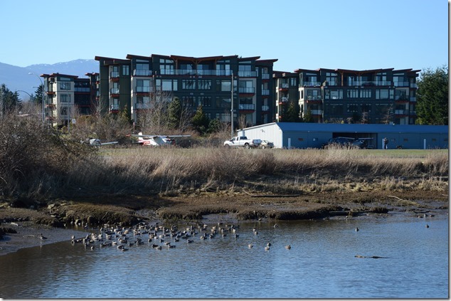 Courtenay,courtenay air park,air port,ducks,nature,Comox Estuary Courtenay,courtenay air park,air port,ducks,nature,Comox Estuary