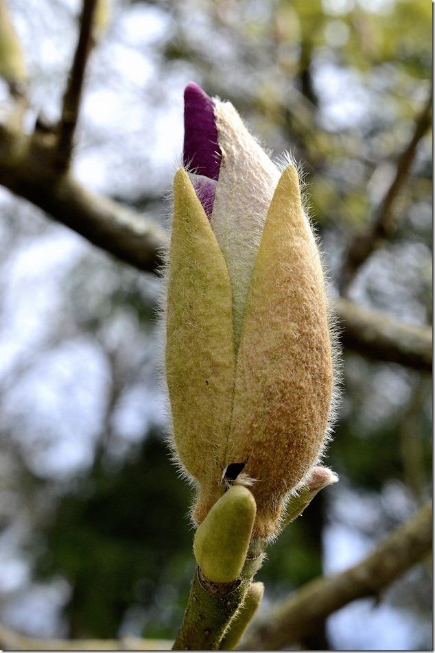 Filberg Park,Spring,flowers,blossoms