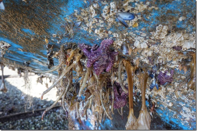 marine life,anenome,mussels,sail boats,Cortes Island,hull cleaning