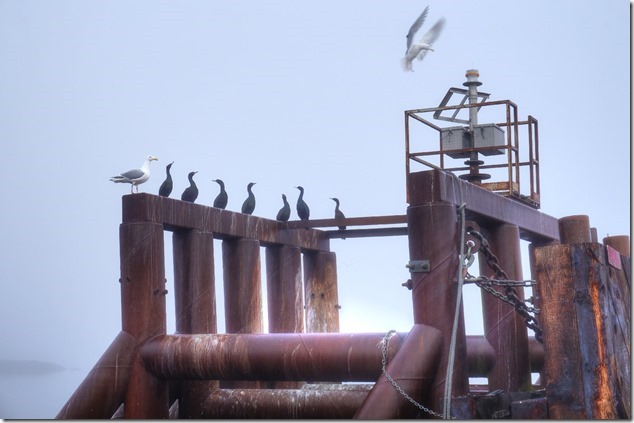 birds,sea gulls,herons,ferry terminal, Quadra Island,Herriot Bay,BC Ferries,Gulf Islands