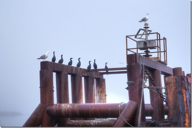 birds,sea gulls,herons,ferry terminal, Quadra Island,Herriot Bay,BC Ferries,Gulf Islands