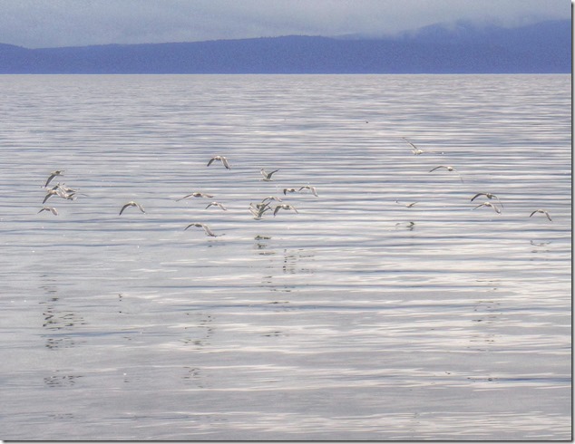 sea gulls,Georgia Strait,ocean,Qualicum Beach