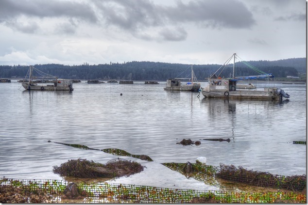 Oyster boats,Baynes Sound, Denman Island,Union Bay,ships,ocean,Gulf Island