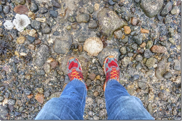 shells,aquaculture,Baynes Sound,oysters,scallops,Union Bay