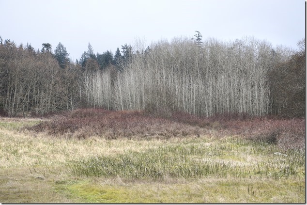 Gulf Islands,Hornby,nature,ocean,beach,Tribune Bay,Provincial Park
