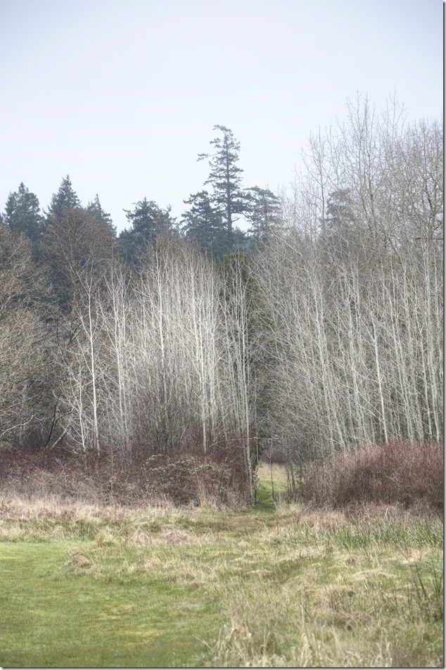 Gulf Islands,Hornby,nature,ocean,beach,Tribune Bay,Provincial Park