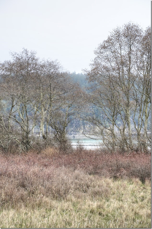Gulf Islands,Hornby,nature,ocean,beach,Tribune Bay,Provincial Park