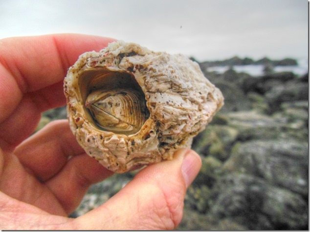 Ucluelet,Pacific Rim,Highway 4,beach,nature,barnacles