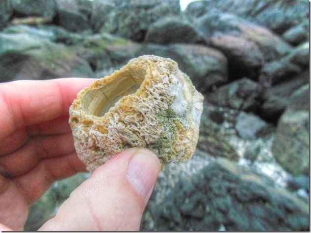 Ucluelet,Pacific Rim,Highway 4,beach,nature,barnacles