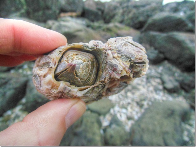 Ucluelet,Pacific Rim,Highway 4,beach,nature,barnacles