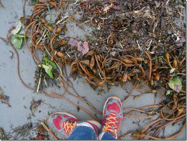 Ucluelet,Pacific Rim,Highway 4,beach,nature,Big Beach,sea weed Ucluelet,Pacific Rim,Highway 4,beach,nature,Big Beach,sea weed