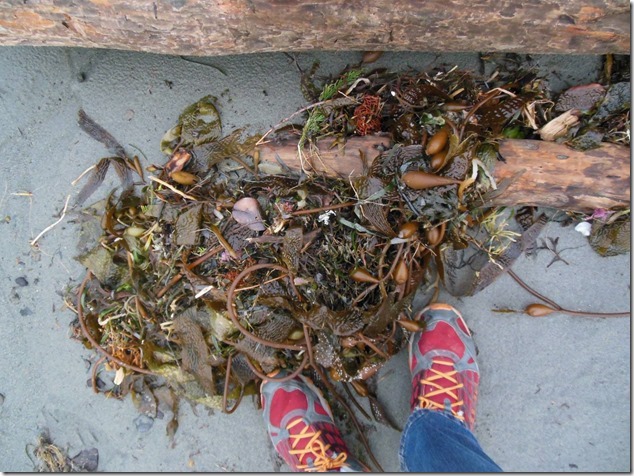 Ucluelet,Pacific Rim,Highway 4,beach,nature,Big Beach,sea weed Ucluelet,Pacific Rim,Highway 4,beach,nature,Big Beach,sea weed
