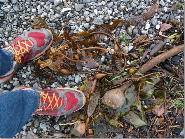 Ucluelet,Pacific Rim,Highway 4,beach,nature,Big Beach,sea weed Ucluelet,Pacific Rim,Highway 4,beach,nature,Big Beach,sea weed