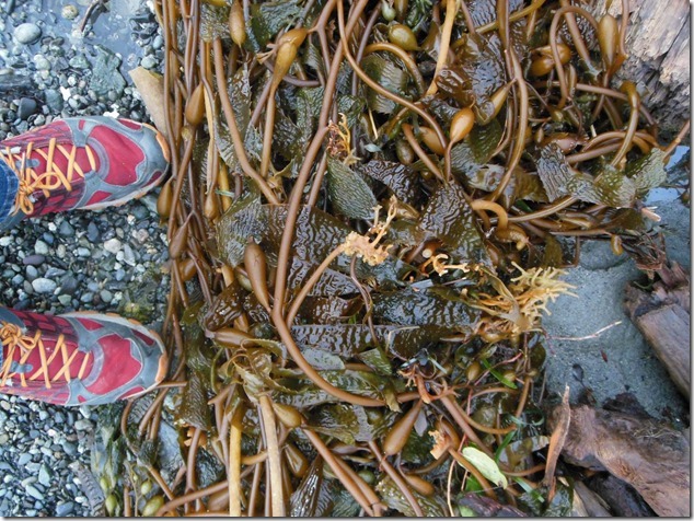 Ucluelet,Pacific Rim,Highway 4,beach,nature,Big Beach,sea weed Ucluelet,Pacific Rim,Highway 4,beach,nature,Big Beach,sea weed