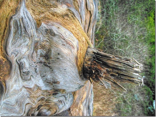 Ucluelet,Pacific Rim,Highway 4,beach,nature,driftwood,Little Beach