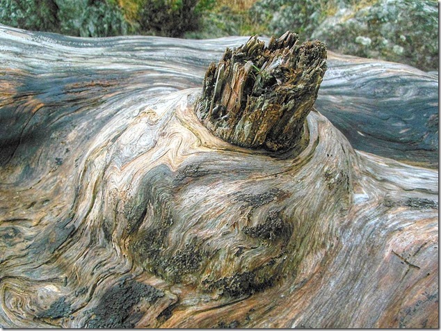 Ucluelet,Pacific Rim,Highway 4,beach,nature,driftwood,Little Beach