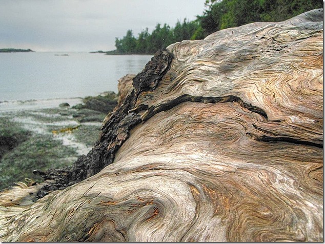 Ucluelet,Pacific Rim,Highway 4,beach,nature,driftwood,Little Beach