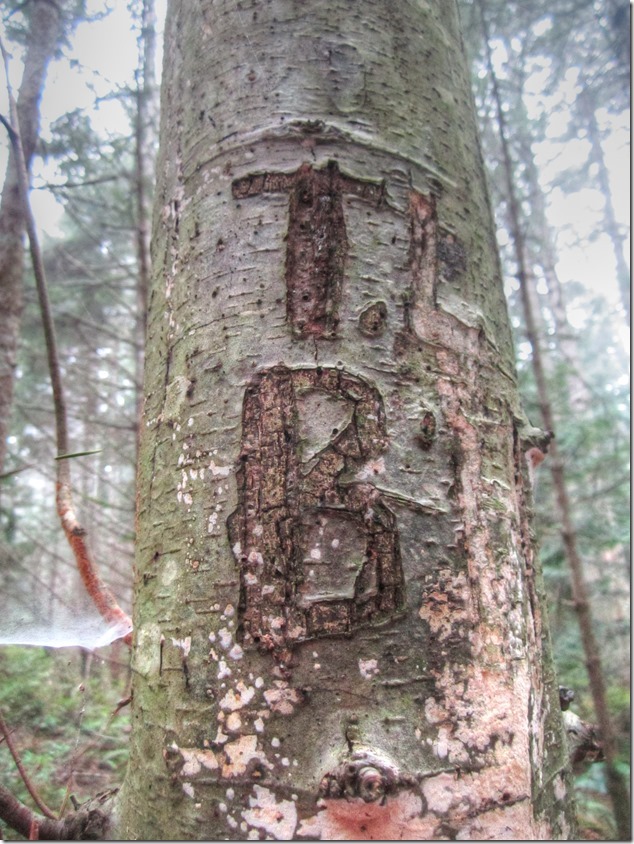 nature,forest,Hornby Island,tree carving,Fillongley Provincial Park