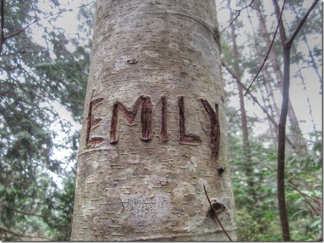 Helliwell Provincial Park, forest, Hornby Island, nature, tree carving
