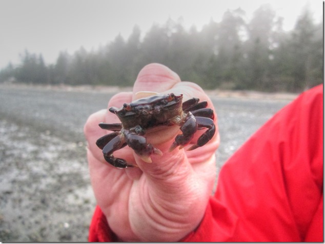 nature,Denman  Island,Fillongley Provincial Park,beach,marine life,crab,Gulf Islands