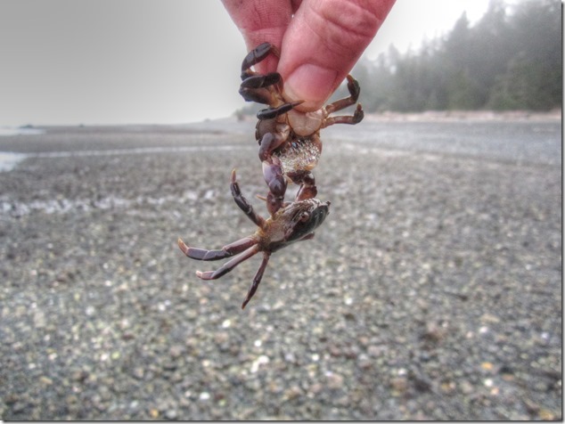 nature,Denman  Island,Fillongley Provincial Park,beach,marine life,crab,Gulf Islands