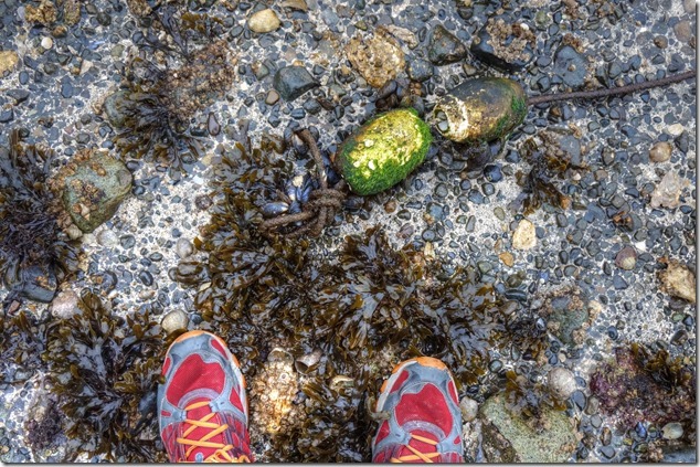 Baynes Sound,Oyster beds