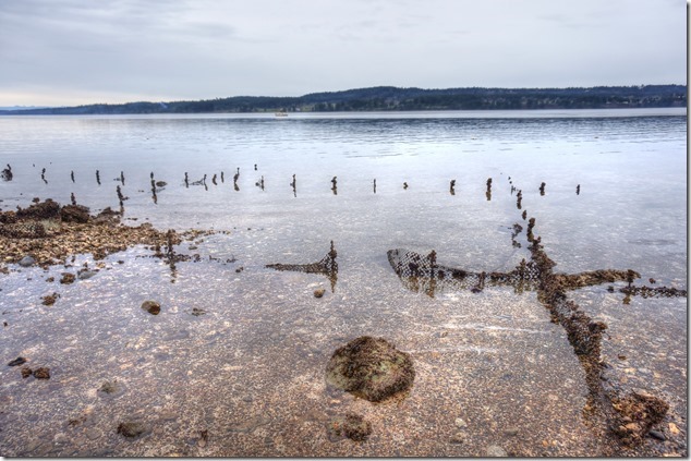 Baynes Sound,Oyster beds