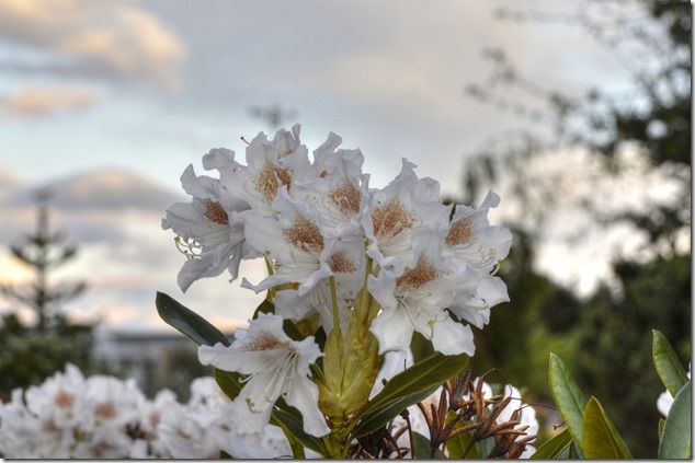 spring,flowers,nature
