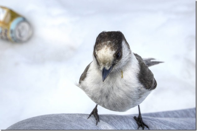 Whiskey Jacks,nature,Provincial Park,Strathcona,birds,snow,spring