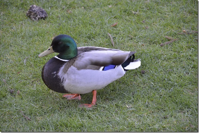 ducks,Victoria,birds,nature,Beacon Hill Park