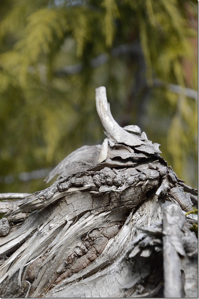 nature,Provincial Park,Strathcona,snow,spring,mountains,hiking,trees,artistry