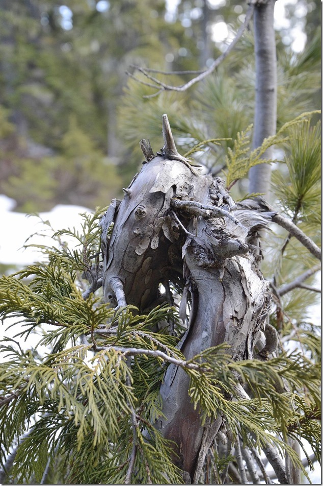 nature,Provincial Park,Strathcona,snow,spring,mountains,hiking,trees,artistry