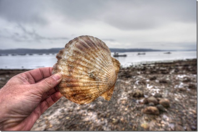 Scallop,Baynes Sound,shellfish,nature,scallop shell,Buckley Bay,aquaculture