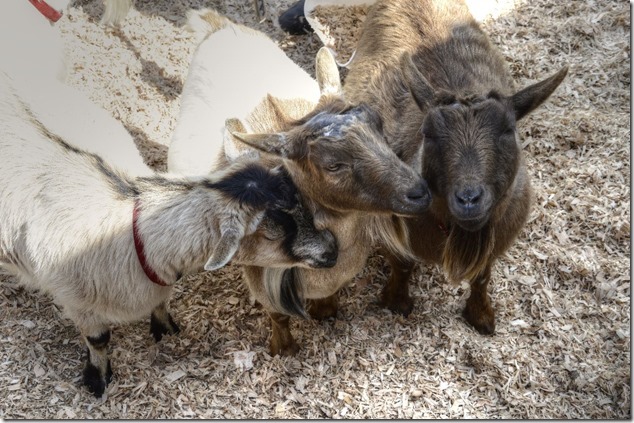 goats,spring,Victoria,Beacon Hill Children&rsquo;s Farm