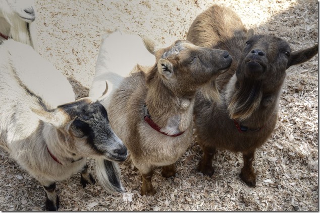 goats,spring,Victoria,Beacon Hill Children&rsquo;s Farm