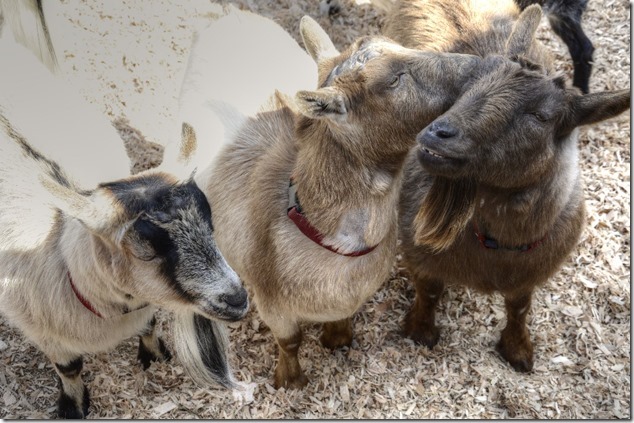 goats,spring,Victoria,Beacon Hill Children&rsquo;s Farm
