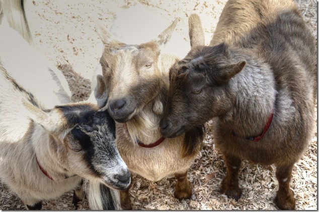 goats,spring,Victoria,Beacon Hill Children&rsquo;s Farm