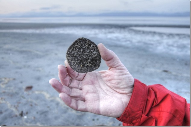 Kye Bay,beach,nature,sand dollar