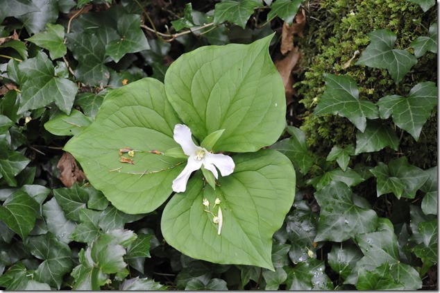 Nanaimo,Trillium