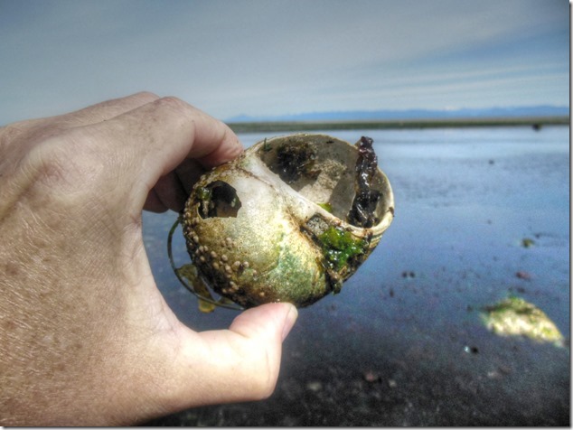 Kay Bay,beach,Georgia Strait,marine life,moon snails
