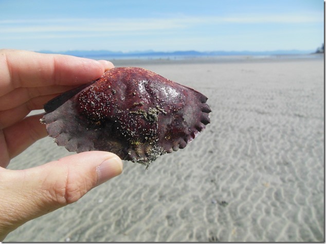 Kay Bay,beach,Georgia Strait,marine life,crab