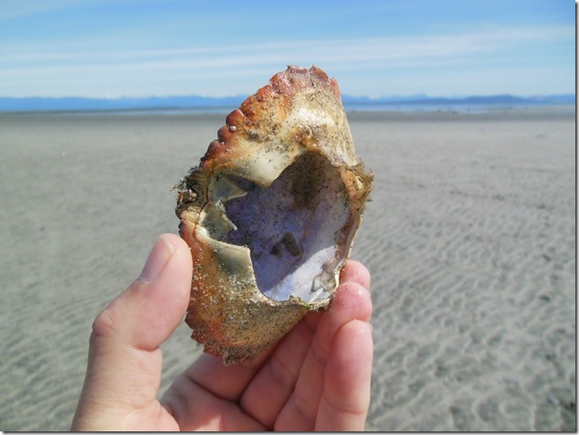 Kay Bay,beach,Georgia Strait,marine life,crab