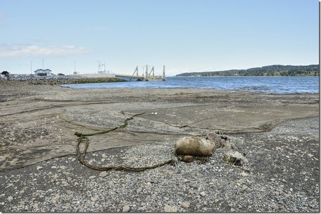 Buckley Bay,Baynes Sound,aquaculture,shellfish,clams,nets,predator nets