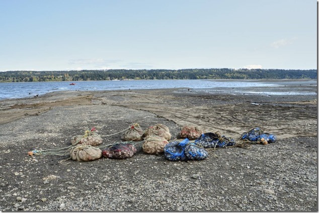 Buckley Bay,Baynes Sound,aquaculture,shellfish,clams,nets,predator nets