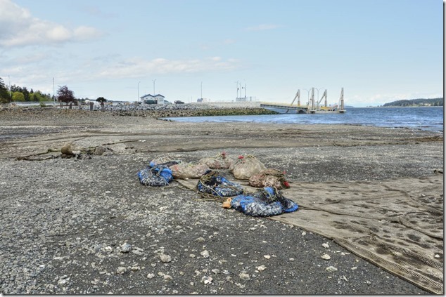 Buckley Bay,Baynes Sound,aquaculture,shellfish,clams,nets,predator nets