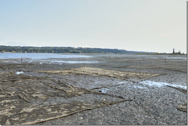 Buckley Bay,Baynes Sound,aquaculture,shellfish,clams,nets,predator nets